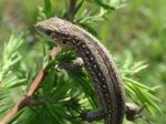 Jaszczurka zwinka (Lacerta agilis)