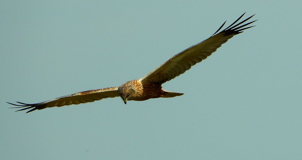 Błotniak stawowy (Circus aeruginosus)