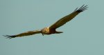 Błotniak stawowy (Circus aeruginosus)