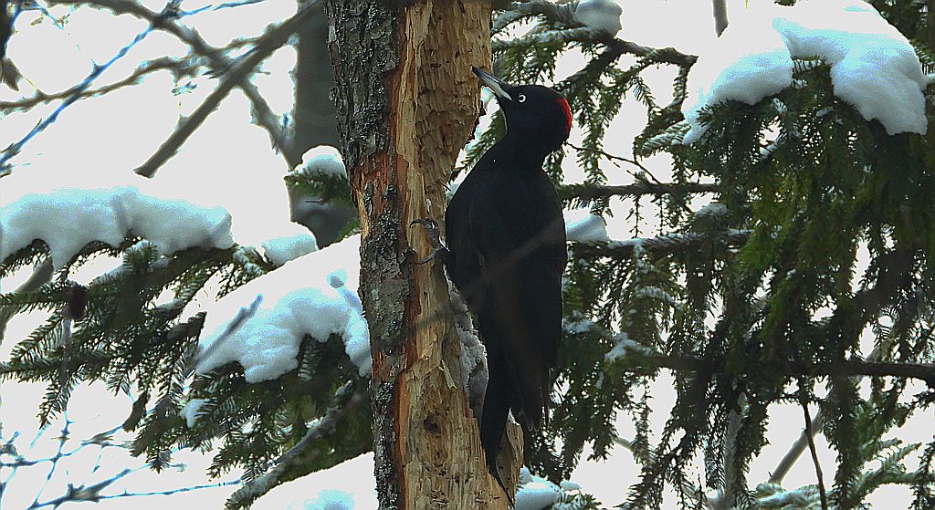 Dzięcioł czarny (Dryocopus martius)