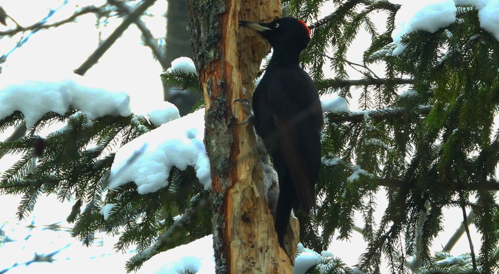 Dzięcioł czarny (Dryocopus martius)