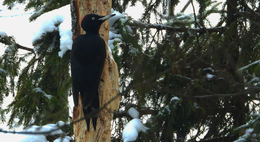 Dzięcioł czarny (Dryocopus martius)