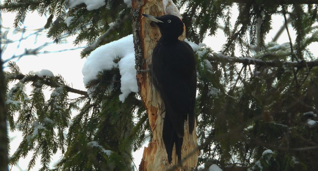 Dzięcioł czarny (Dryocopus martius)