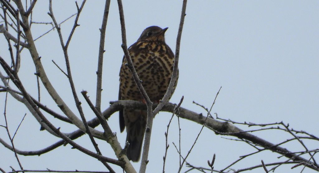 Paszkot (Turdus viscivorus)