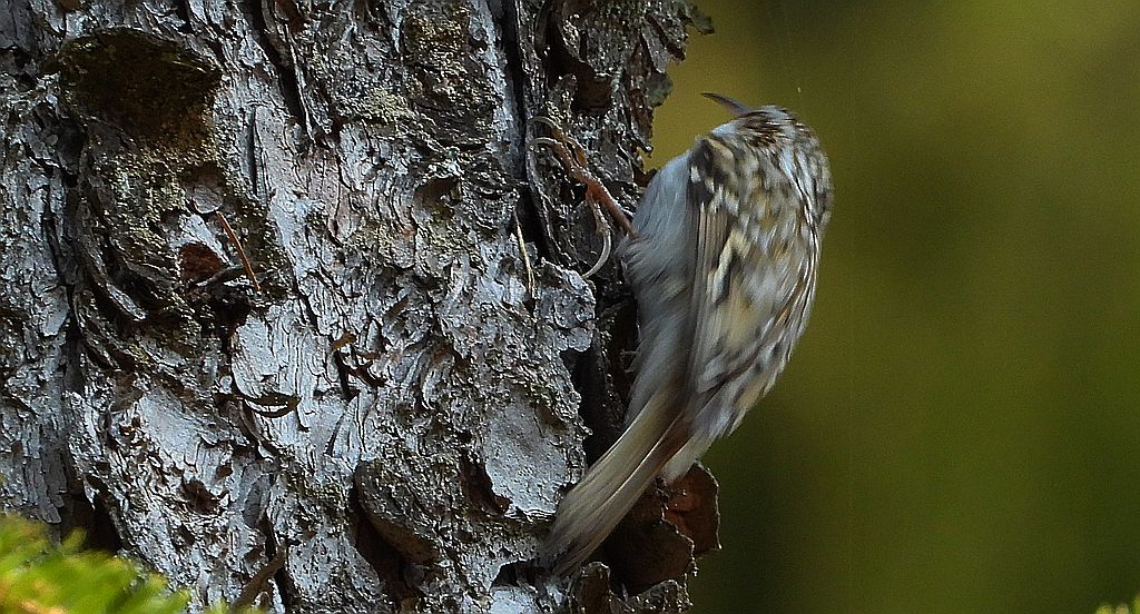 Pełzacz ogrodowy (Certhia brachydactyla)