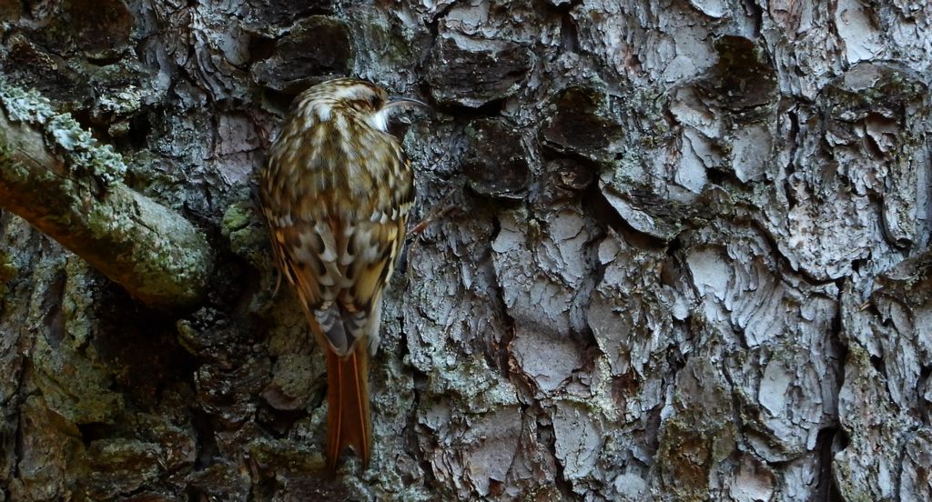 Pełzacz ogrodowy (Certhia brachydactyla)