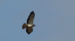 Myszołów zwyczajny, myszołów (Buteo buteo)