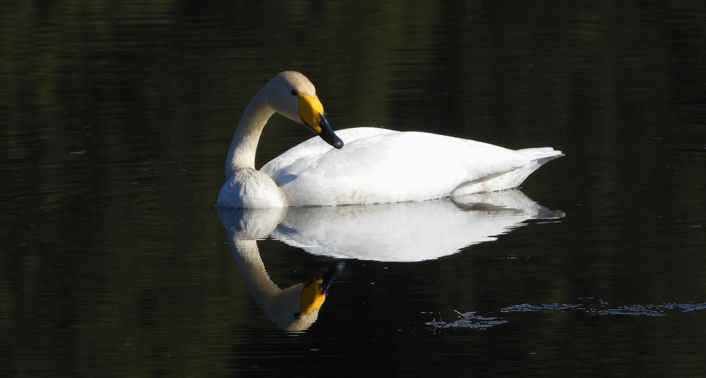 Łabędź krzykliwy (Cygnus cygnus)