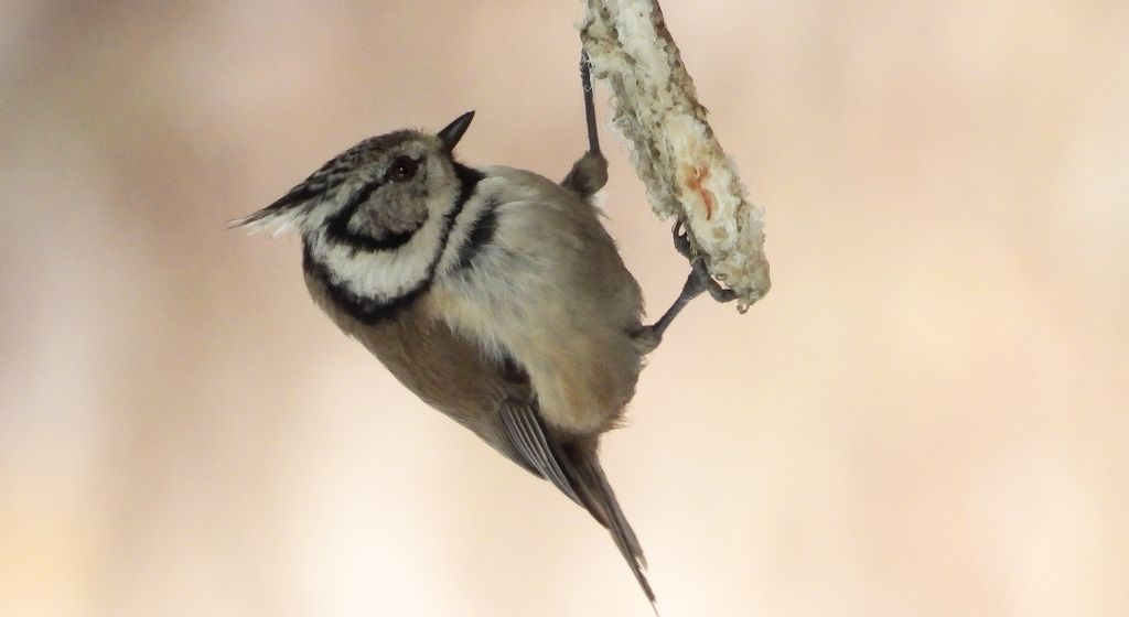Czubatka europejska, czubatka, sikora czubatka, sikora czubata (Lophophanes cristatus)