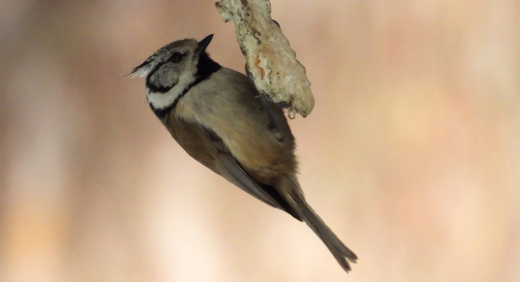 Czubatka europejska, czubatka, sikora czubatka, sikora czubata (Lophophanes cristatus)
