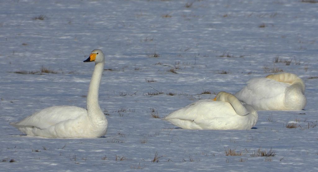 Łabędź krzykliwy (Cygnus cygnus)
