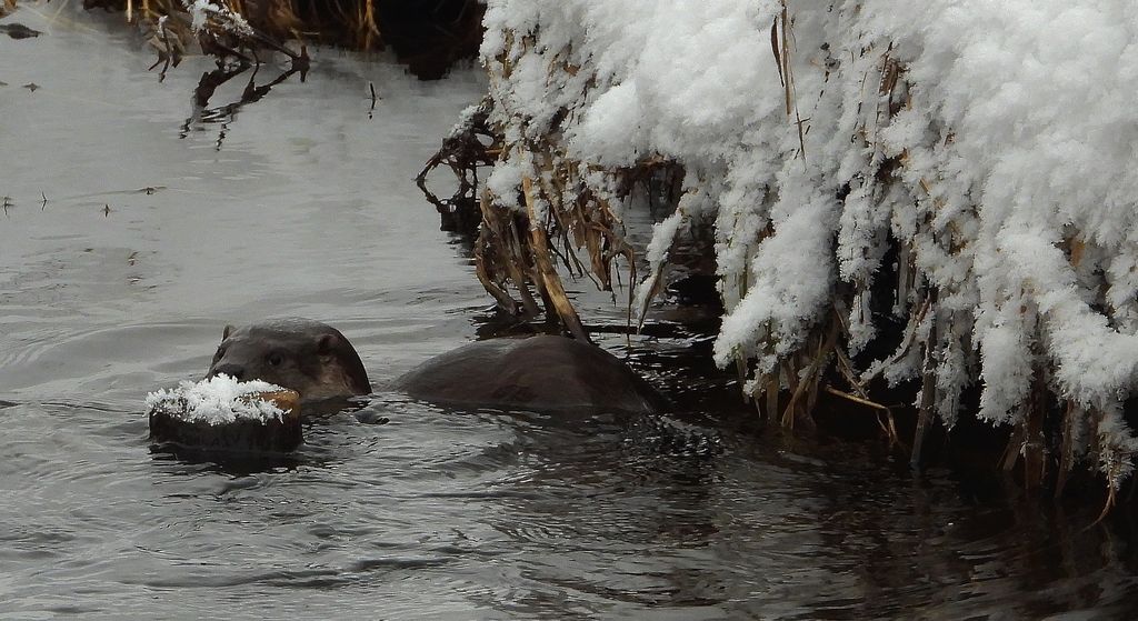 Wydra europejska, wydra (Lutra lutra)