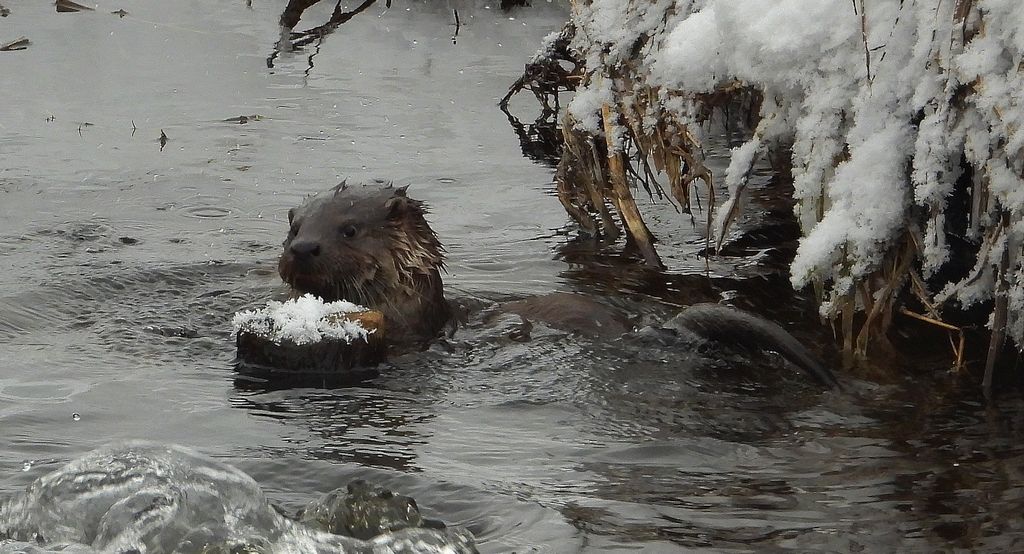 Wydra europejska, wydra (Lutra lutra)