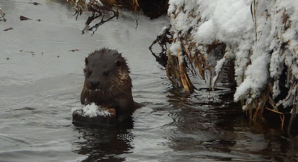 Wydra europejska, wydra (Lutra lutra)