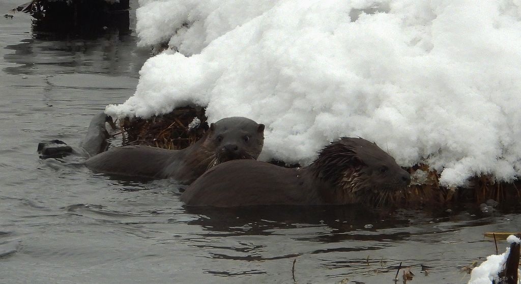 Wydra europejska, wydra (Lutra lutra)