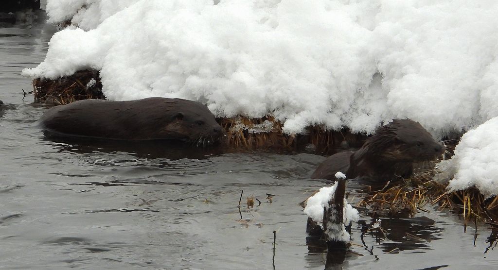 Wydra europejska, wydra (Lutra lutra)