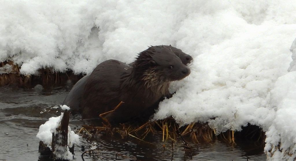 Wydra europejska, wydra (Lutra lutra)