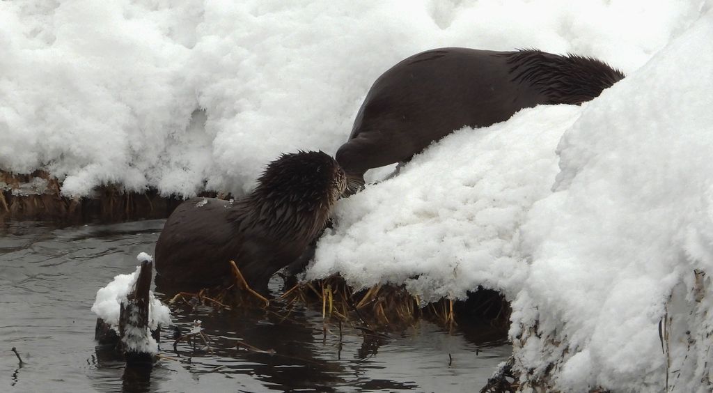 Wydra europejska, wydra (Lutra lutra)