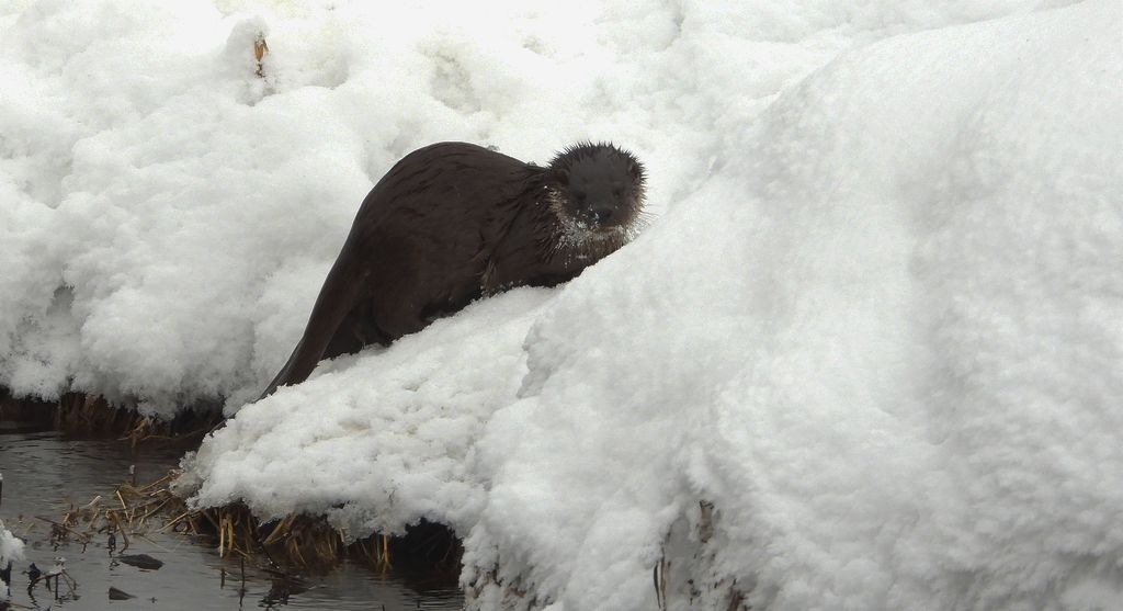 Wydra europejska, wydra (Lutra lutra)