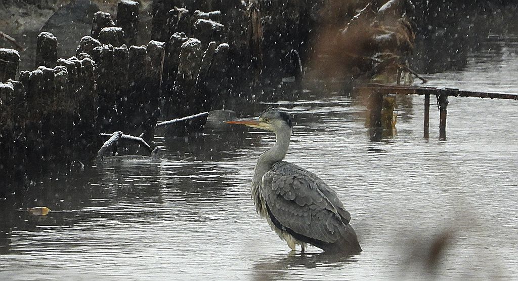 Czapla siwa (Ardea cinerea)