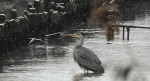 Czapla siwa (Ardea cinerea)