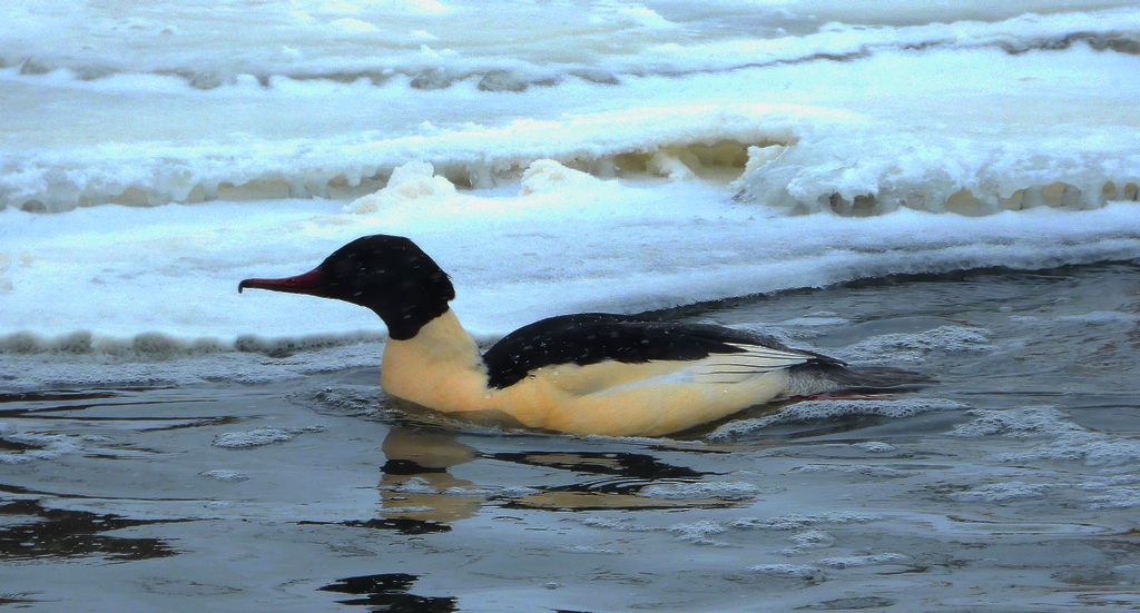 Nurogęś, tracz nurogęś (Mergus merganser)