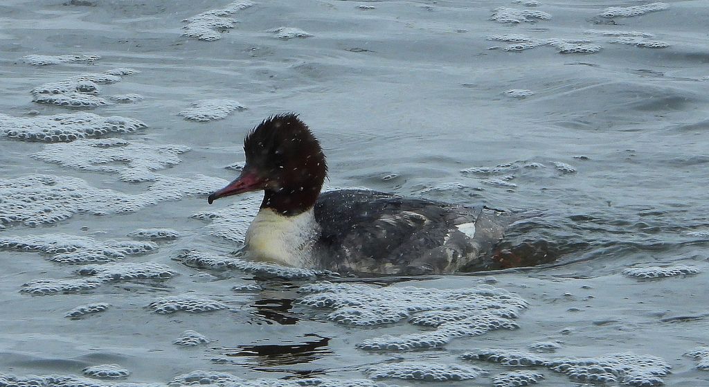 Nurogęś, tracz nurogęś (Mergus merganser)