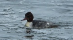 Nurogęś, tracz nurogęś (Mergus merganser)