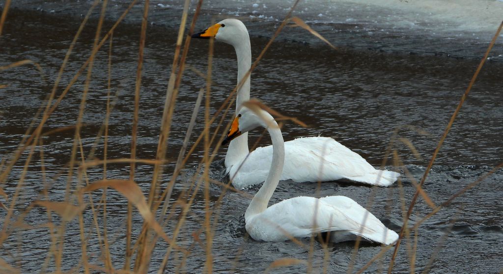 Łabędź krzykliwy (Cygnus cygnus)