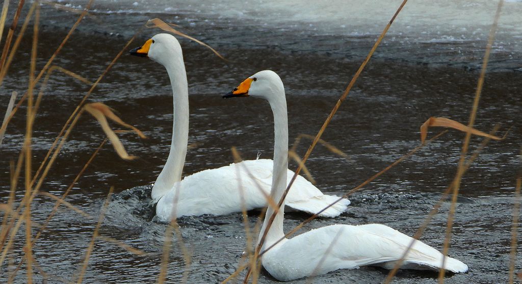 Łabędź krzykliwy (Cygnus cygnus)