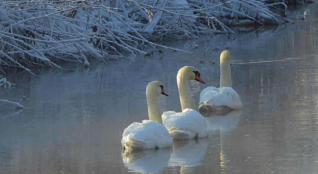 Łabędź niemy (Cygnus olor)