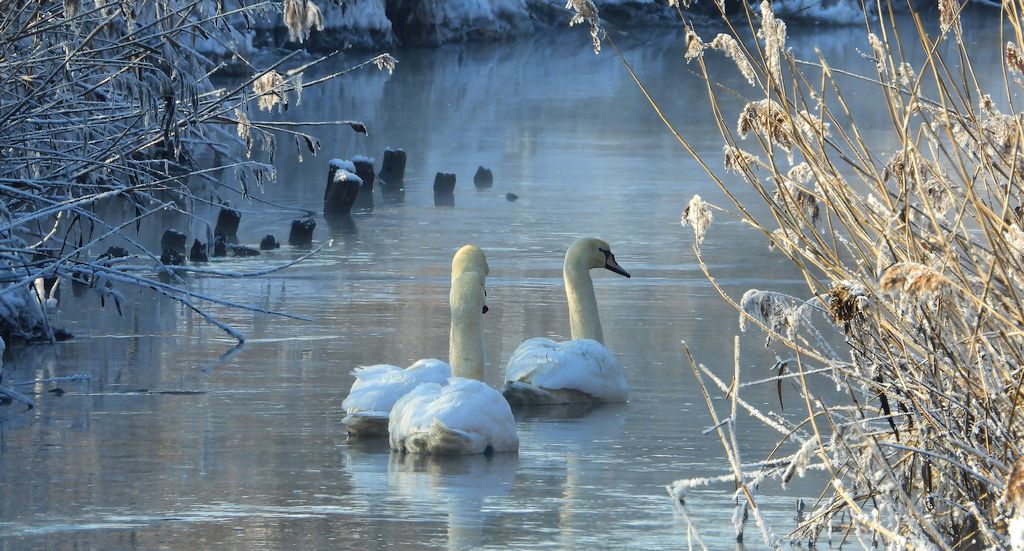 Łabędź niemy (Cygnus olor)