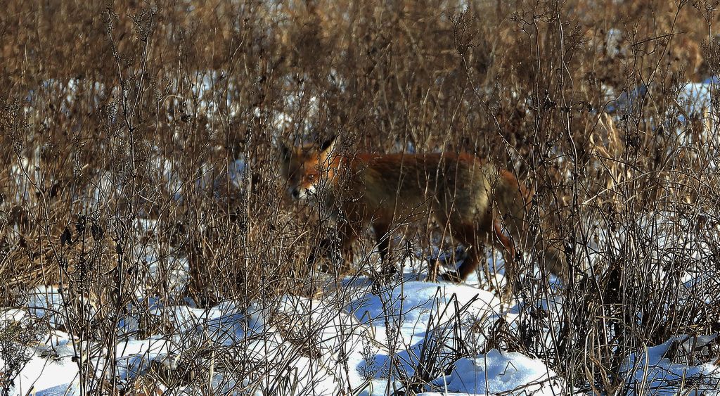 Lis rudy, lis pospolity, lis (Vulpes vulpes)