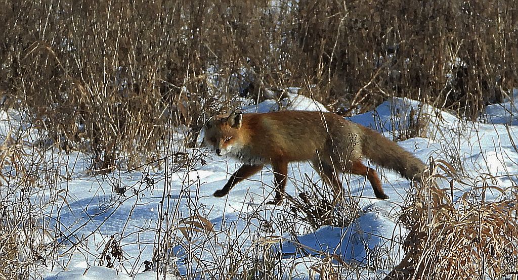 Lis rudy, lis pospolity, lis (Vulpes vulpes)