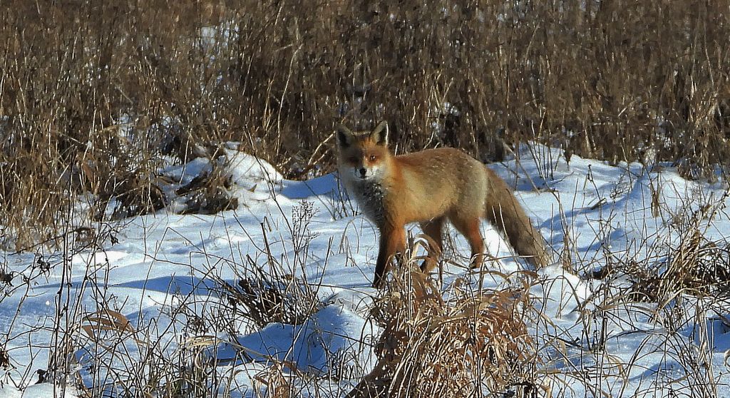 Lis rudy, lis pospolity, lis (Vulpes vulpes)