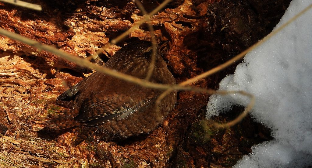 Strzyżyk zwyczajny, strzyżyk woleoczko, wole oczko (Nannus troglodytes)