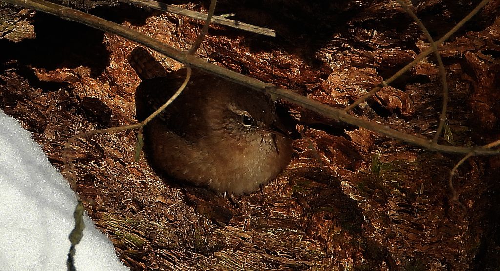 Strzyżyk zwyczajny, strzyżyk woleoczko, wole oczko (Nannus troglodytes)