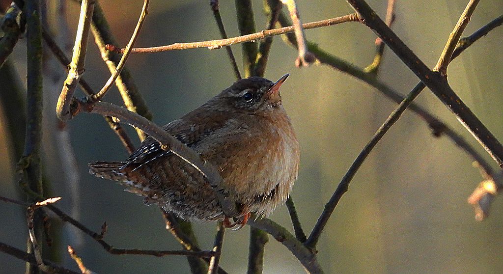Strzyżyk zwyczajny, strzyżyk woleoczko, wole oczko (Nannus troglodytes)