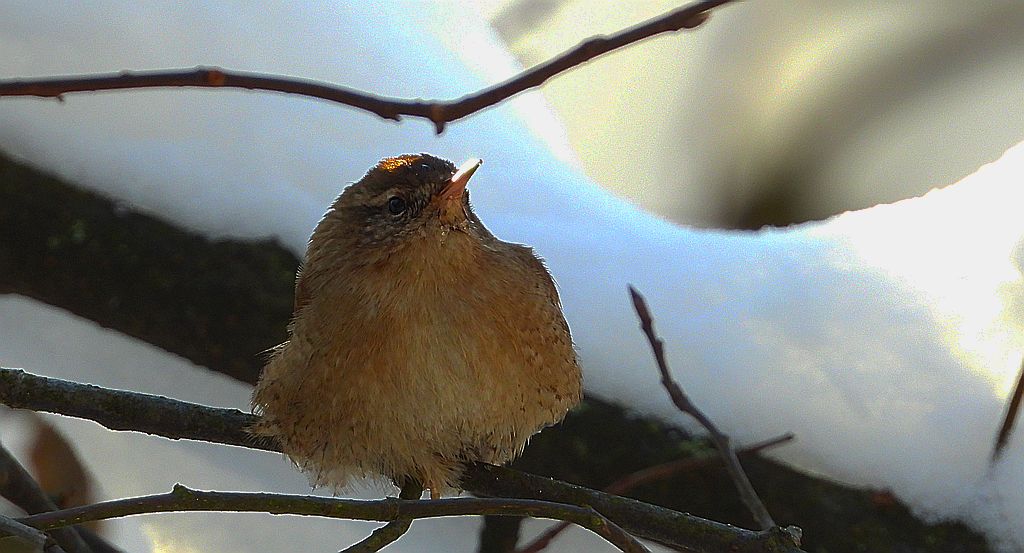 Strzyżyk zwyczajny, strzyżyk woleoczko, wole oczko (Nannus troglodytes)