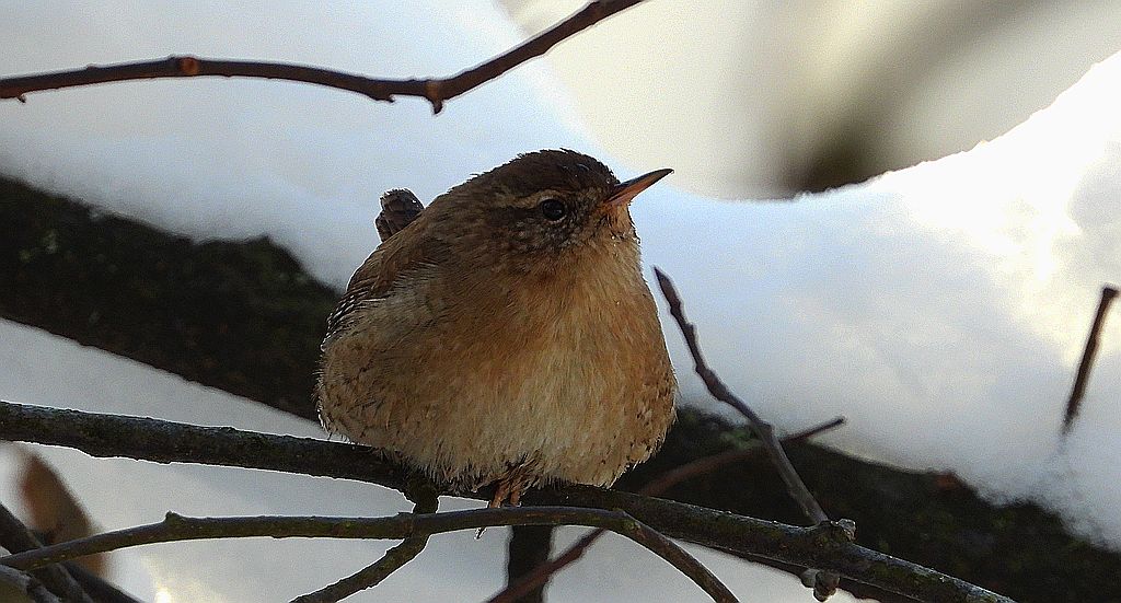 Strzyżyk zwyczajny, strzyżyk woleoczko, wole oczko (Nannus troglodytes)