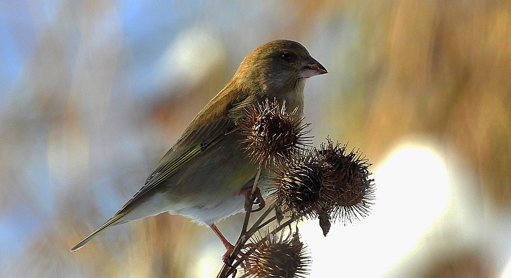 Dzwoniec, dzwoniec zwyczajny (Chloris chloris)
