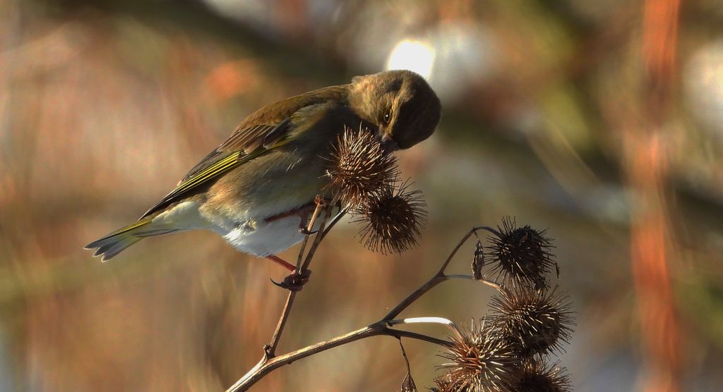 Dzwoniec, dzwoniec zwyczajny (Chloris chloris)