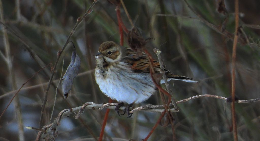 Potrzos, potrzos zwyczajny (Schoeniclus schoeniclus)
