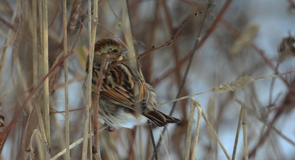 Potrzos, potrzos zwyczajny (Schoeniclus schoeniclus)
