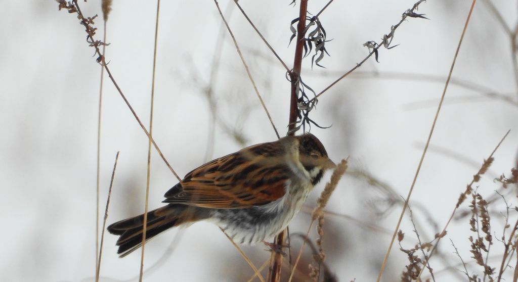 Potrzos, potrzos zwyczajny (Schoeniclus schoeniclus)