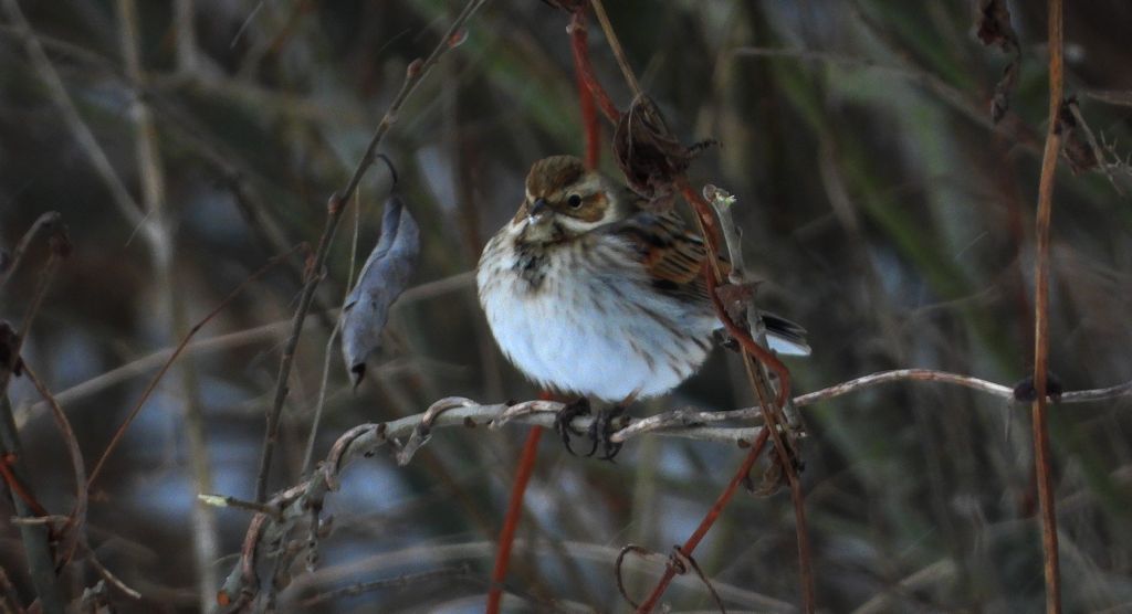 Potrzos, potrzos zwyczajny (Schoeniclus schoeniclus)