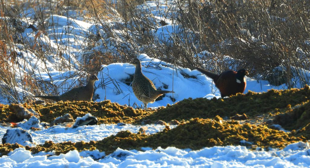 Bażant, bażant zwyczajny (Phasianus colchicus)
