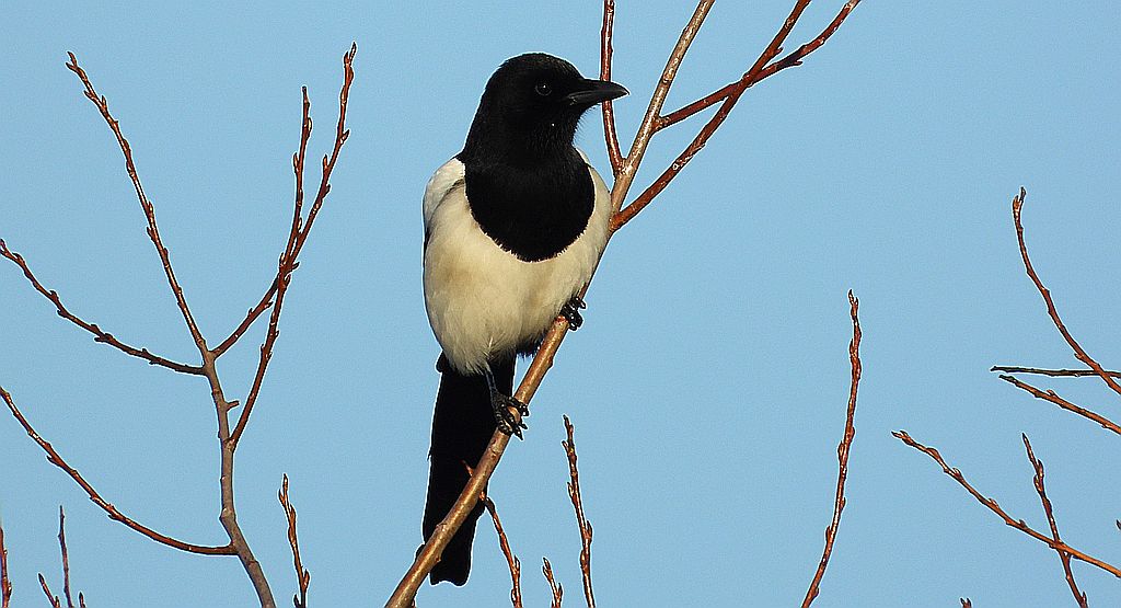 Sroka, sroka zwyczajna, sroka pospolita (Pica pica)