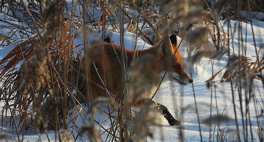 Lis rudy, lis pospolity, lis (Vulpes vulpes)