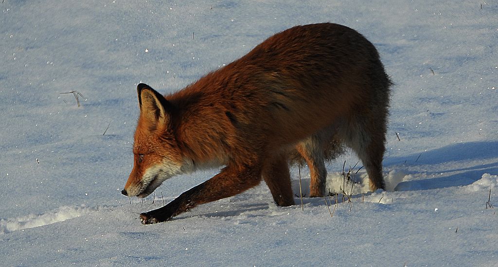 Lis rudy, lis pospolity, lis (Vulpes vulpes)